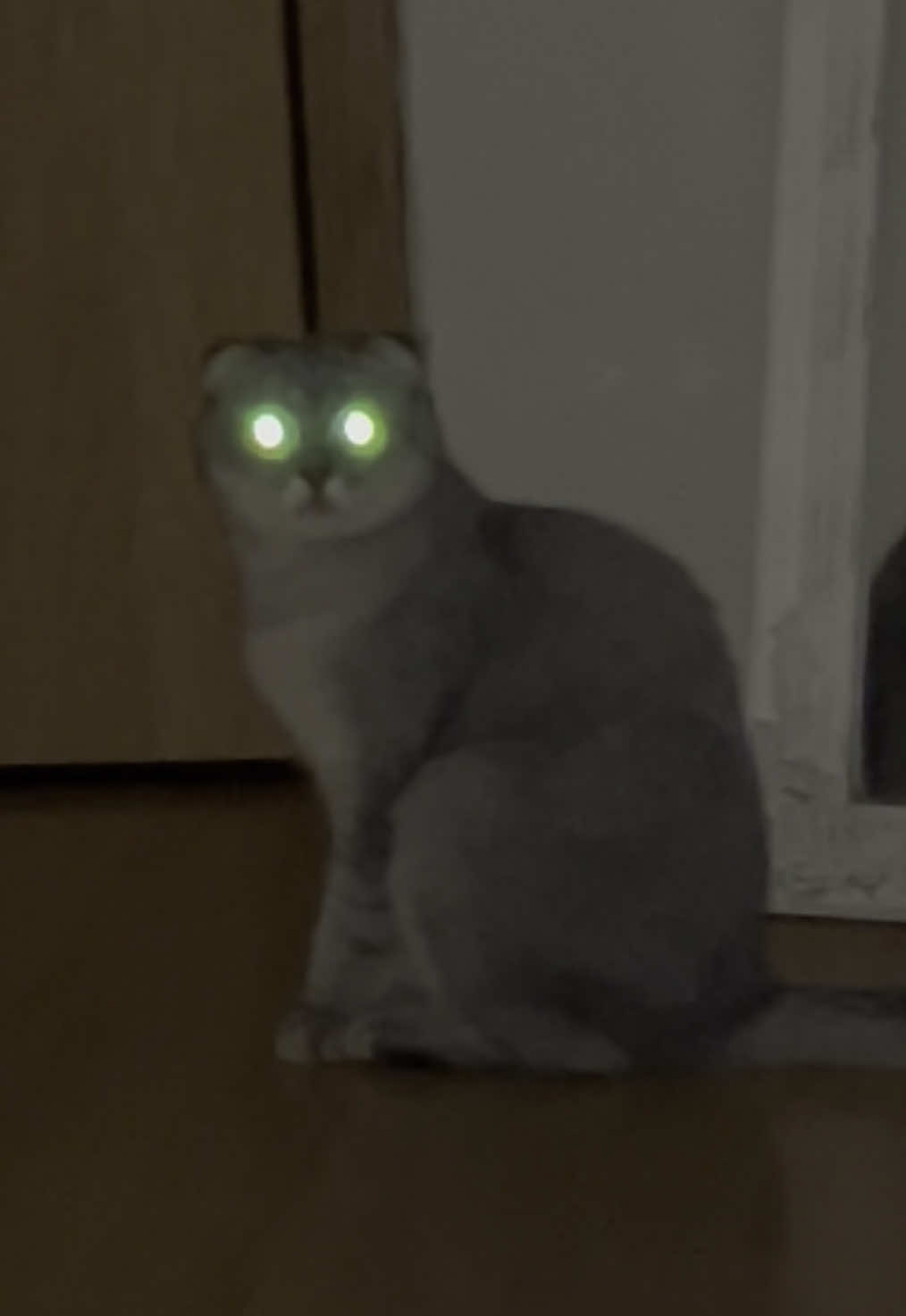 #cat #glowingeyes #mystery #darkness #nightcat #catindark #mysteriouscat #spookyvideo#xfiles  #catvideo #scarycat #soundeffects #catswithglowingeyes #nighttime #cats #catstagram #darkcat #gloweyes #catinthedark 