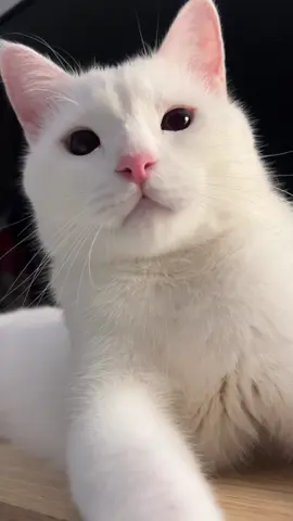 หนุ่มตี๋ที่จริงใจ 🤗 #แมวขาวมณี #กิ๊ซซี่กับกังฟู #cat #tiktok #viral #cats 