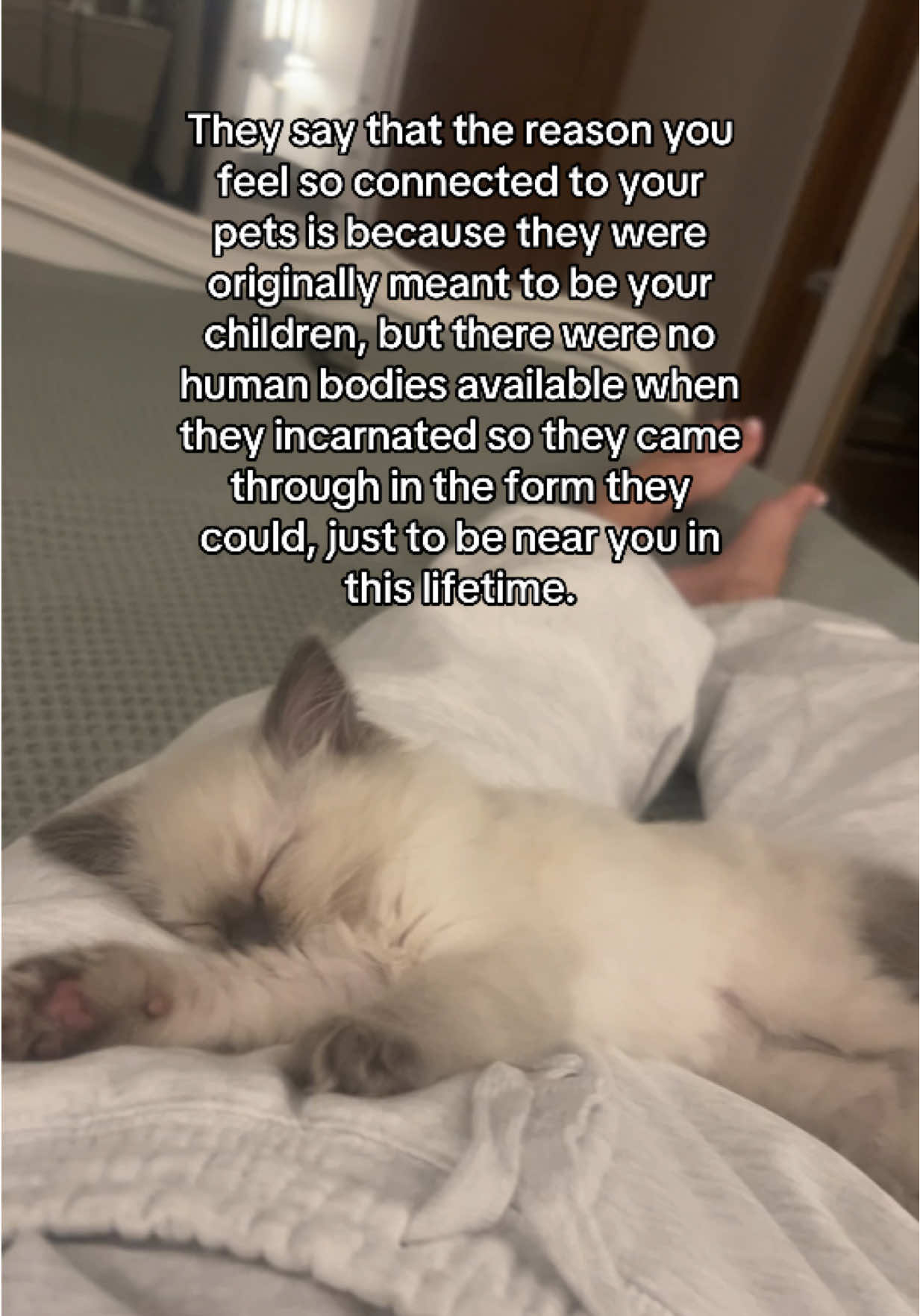 I hope my babies find me in every lifetime 🥲😭  #trendingcat #cattok #viralcatvideos #ragdollkitten #ragdollcat 
