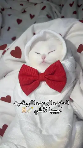 #قطط #كوميدي #هاشتاق #تريند #cat #catsoftiktok #هاشتاقات_تيك_توك_العرب #ضحك #الشعب_الصيني_ماله_حل😂😂 #مالي_خلق_احط_هاشتاقات #cattok #مالي_خلق_احط_هاشتاقات #cattok #قصص #ترندات_تيك_توك #مالي_خلق_احط_هاشتاقات🧢 #catlover #ترند 