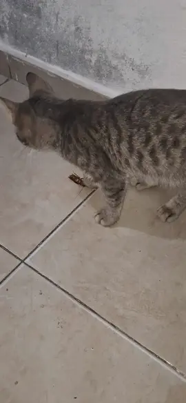 y como vamos a jugar con esto? a si 😅😅😅 #gatos #mascotas #gatitos #cucarachas #cat 