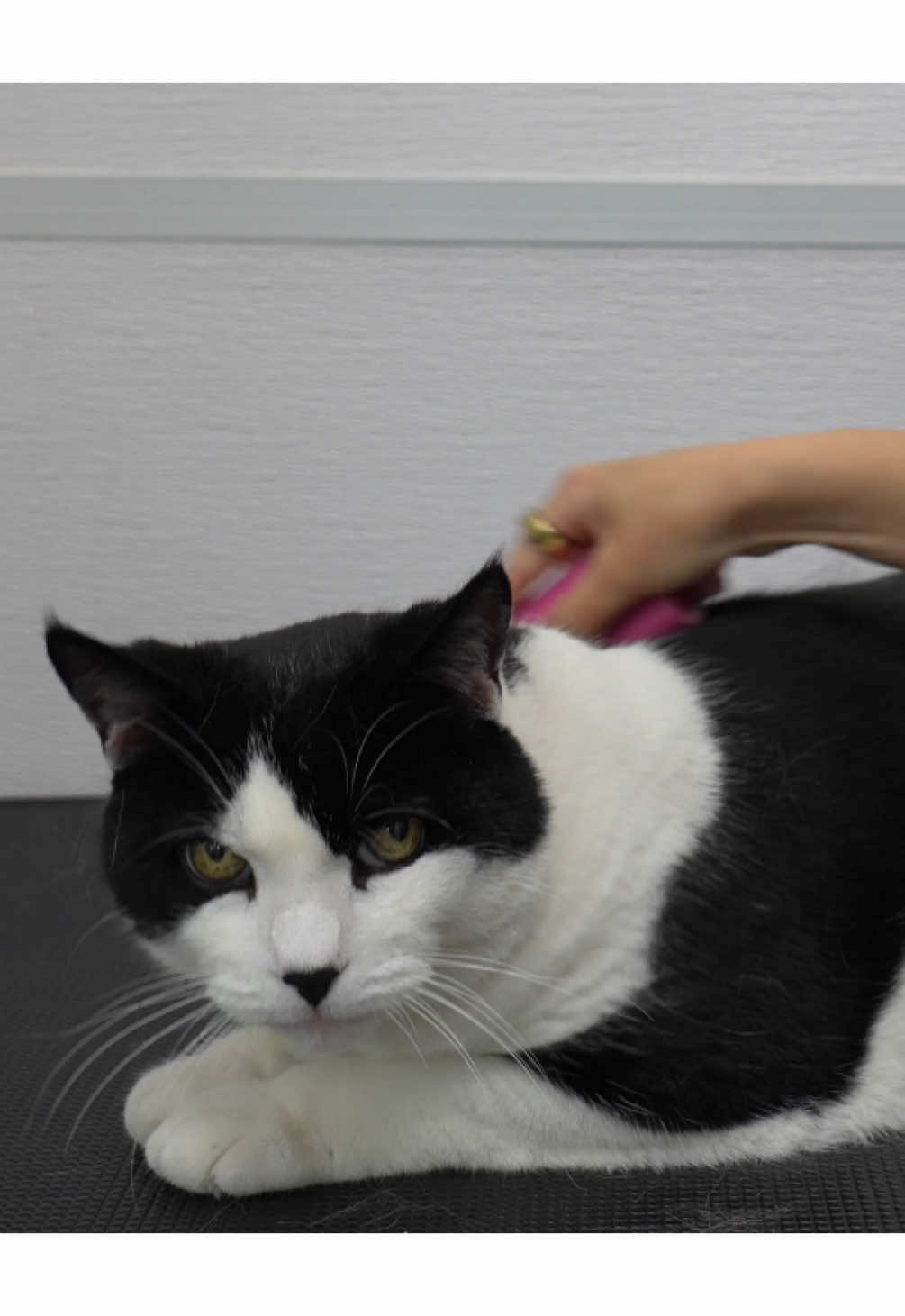 Danny Boy 🐈‍⬛ #petlovers #groomerlife🐾 #groomer #animalovers #viral