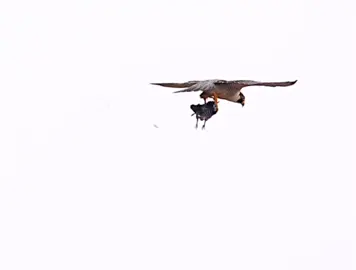 #explore #اكسبلور #لايكات 