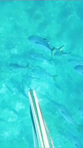 #spearfishing #underwater #fishing #fisherman #diving 