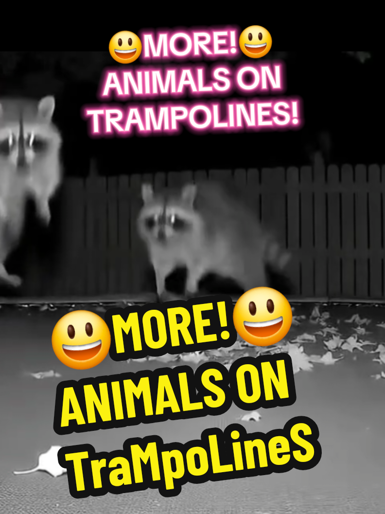 😃MORE!😃 ANIMALS ON TRAMPOLINES! #animalsontrampolines #caughtoncamera #funnyvideo #trampoline #funnyanimals 