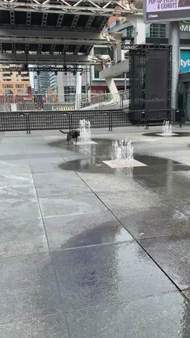 What a great way to cool off, buddy spent the afternoon entertaining the people at Dundas square in downtown Toronto, #fyp 
