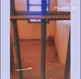 يا ندامــه...💔🗽 قاعات سجن ابو غريب تعمير قاعات  #شباب #صعدو_الفيديو_حته_استمر  #تصميم_فيديوهات🎶🎤🎬  #تفاعلكم_حتى_أستمر 