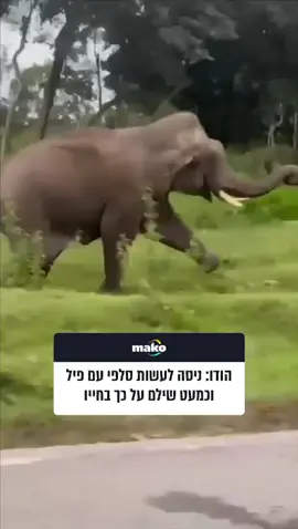התייר חדר לשמורת טבע סגורה בדרום-מערב המדינה והתקרב למרחק של מטרים ספורים מחיית הבר, כך לפי הפרסומים. הפיל ככל הנראה תקף לאחר שנבהל מהבזק הפלאש של המצלמה. קורבן התקיפה שרד למרבה המזל – והרשויות הטילו עליו קנס על סך עשרות אלפי רופי #פיל #הודו #בעליחיים #מסוכן 