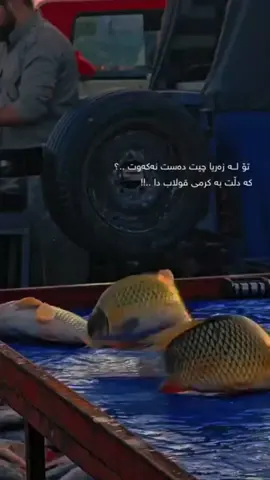 #kurdistan 