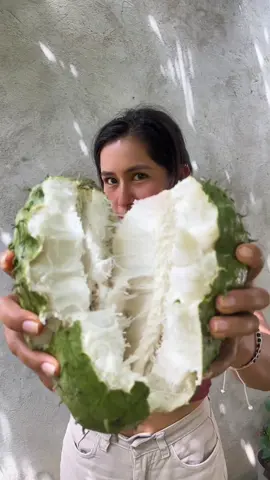Cosechando mi guanábana deliciosa.😋🤤 #fruitexotic #tour #organico #slowfood #visitamoyobamba #visitasanmartin #frutasexoticas #pitahaya #nature #exotic #moyobamba #peru #🇵🇪❤️ #imperdible #imperdibleenmoyobamba #turismolento #selvaperuana #turismoecologico #naturaleza #cosecha #campo #parati #turismosostenible #selva