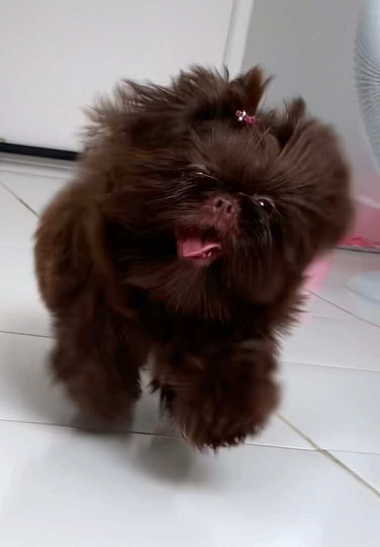 Ele combate vírus, fungos e bactérias, ajudando a prevenir doenças. 🦠🤢 Ideal para higienizar caminhas, brinquedos, banheiro, tapetes, potes, bebedouro, caixas de transporte e muito mais! 🪄🧴🧸⚽️🛏️ Mais proteção para seu pet e menos risco de contaminação.🐶🐱 ✔️ Elimina vírus, bactérias e fungos ✔️ Atua contra cinomose e giárdia ✔️ Pode ser usado em casas, canis, clínicas e pet shops ✔️ Seguro para higienizar utensílios dos animais AMBIENTES LIMPOS= PETS MAIS SAUDÁVEIS! 🐾✨ #acheinashopee #shopeecreator #cachorro @Shopee Brasil #cuidadospet #shihtzu    