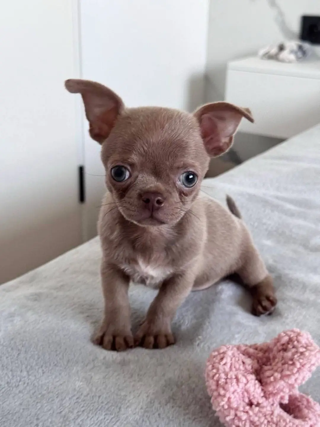 #PuppyCuteness  #LoveablePuppies  #PuppyPlaytime 