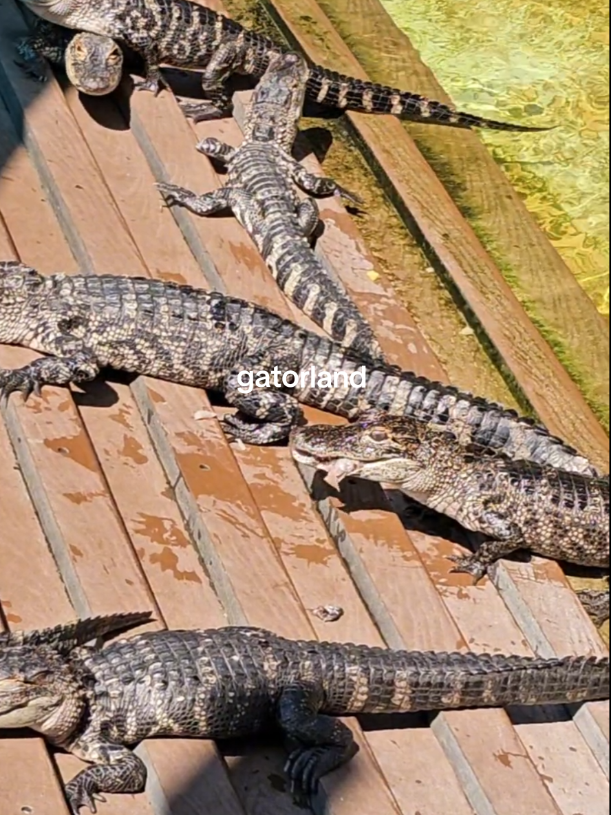 Gatorland: first day in florida we spent a good first half of the day from feeding gators to watching gator shows , worth the money and a fun activity for the younger ones.  #gatorland #gatorlandorlando #orlandoflorida #florida #orlandothingstodo 