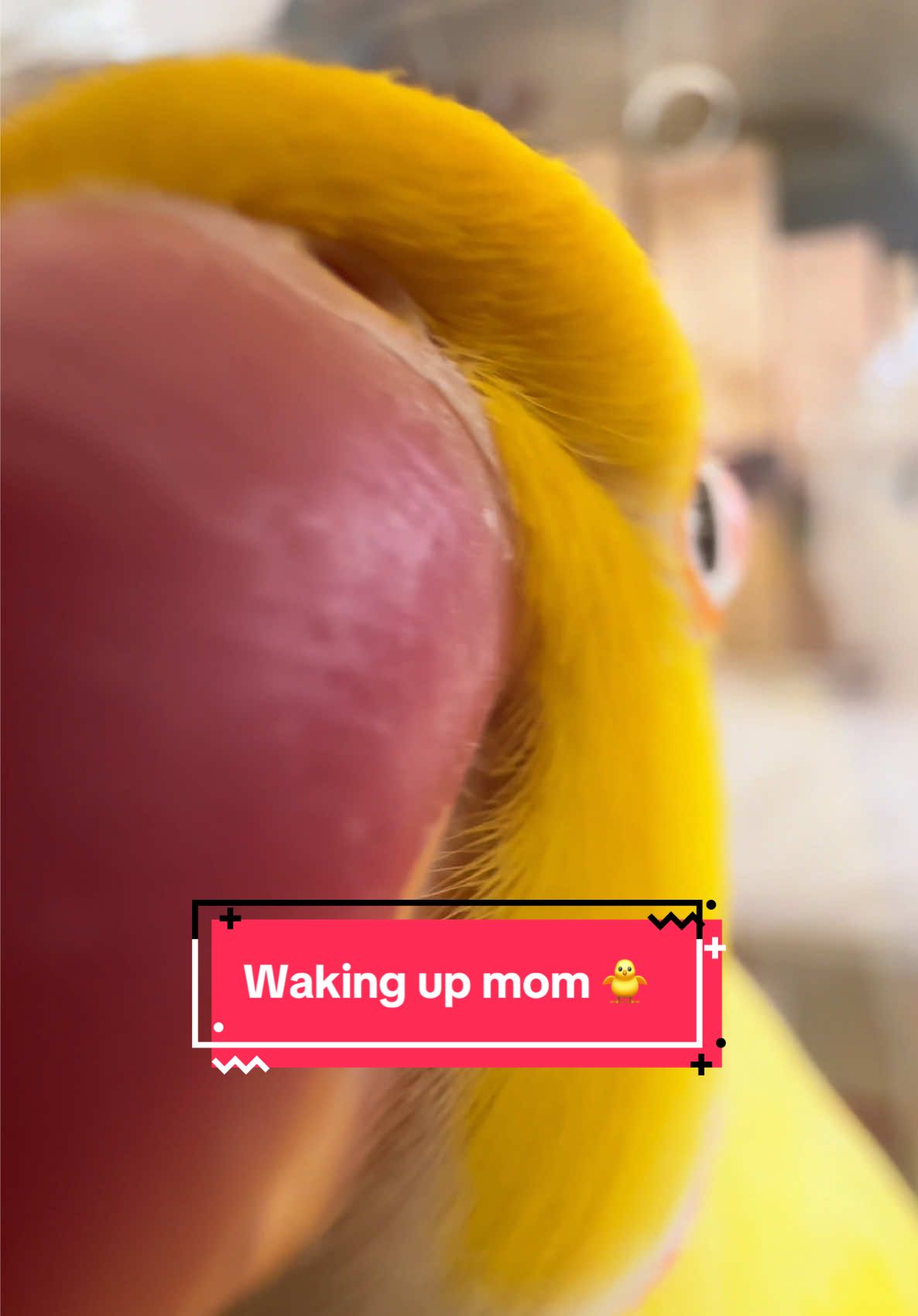 Early mornings BY FORCE 🐥 #birdtok #parrotsoftiktok #parrotlove #birdslove #funnyparrot