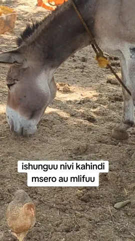 ishunguu nivi kahindi🤣🤣🤣#vidiotreanding #shirima #tanzaniantiktok🇹🇿 #creatorsearchinsights #punda 