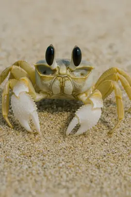 GhostCrabMacroLensa #MacroLensa #GhostCrabCloseUp #BeachWildlife #CrabPhotography #WildlifeMacro