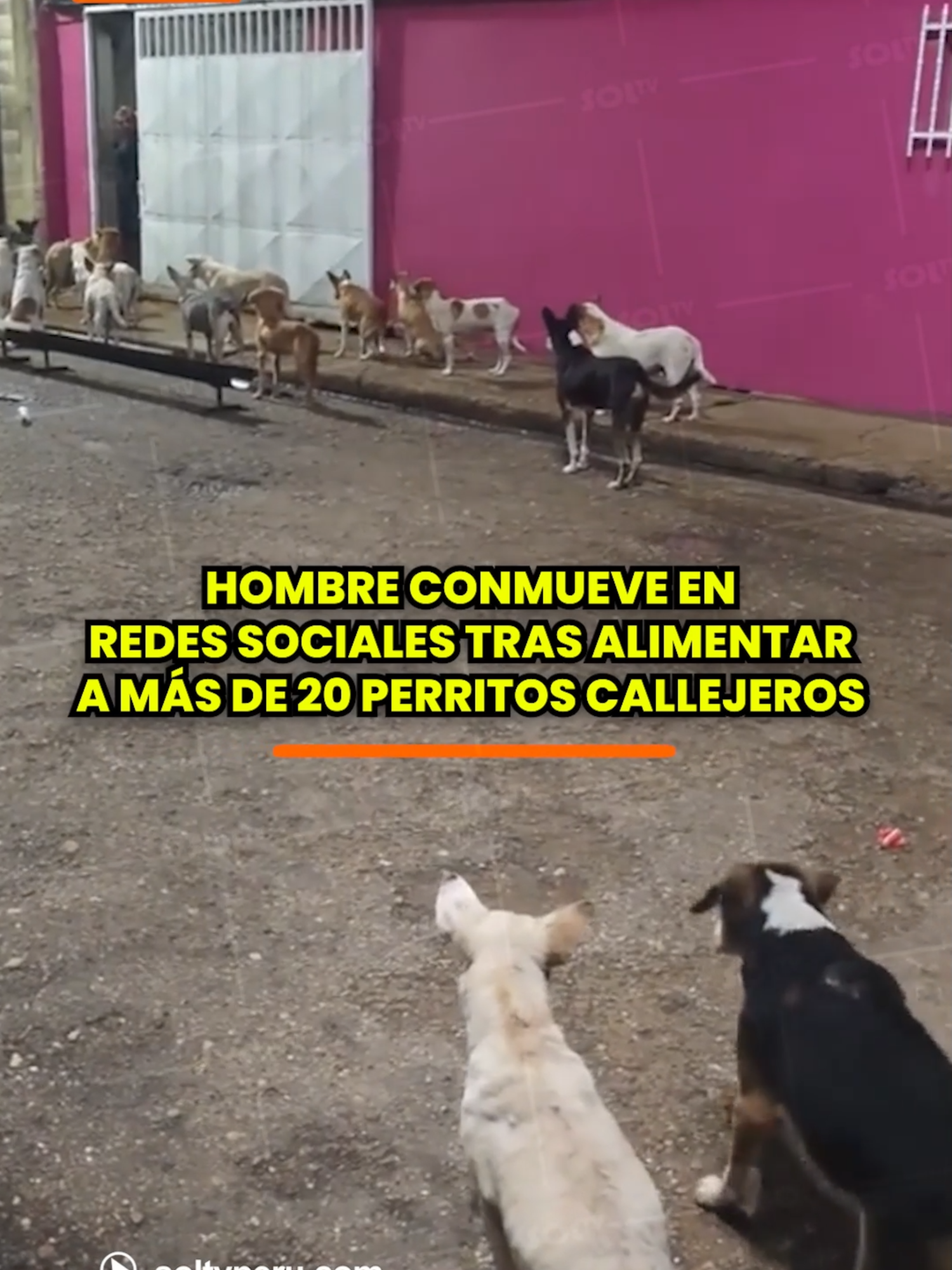 #Venezuela | 🥹🐶 LABOR EJEMPLAR. Un hombre venezolano dedicado a la charcutería se volvió viral en redes sociales tras destinar parte de su producción diaria para alimentar a más de 20 perros en situación de calle. Su local se ha convertido en un punto fijo de sustento para estos animales, quienes se reúnen atentos en los exteriores para recibir la comida que solidariamente les brinda. #soltv #viral