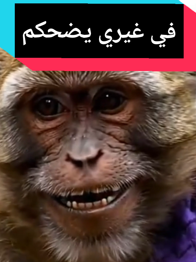 في غيري يضحكم  #قرود #اليمن ##السعودية #fyp 