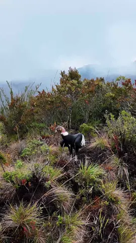 Mi encuentro con el gran Cóndor de Los Andes 😍. En ese momento estaba volando el dron en el embalse de Chuza en Chingaza para tomar imágenes del nivel del agua.  En la montaña veo que se mueve algo y resulta ser el Cóndor. Dejé el dron a una distancia considerable para no molestarlo y después de unos minutos alzó sus alas y voló alrededor del embalse. Fue un día que nunca olvidaré porque tbn vimos el Oso Andino y muchos venados de cola blanca.  Ese día no estaba con mucho ánimo y un poco aburrido, pero la naturaleza me dio ese respiro que necesitaba. Es importante aclarar que el cóndor nunca se sintió amedrentado, las tomas fueron realizadas a una distancia considerable y usé el zoom digital del dron, además en edición de escala un poco la imagen. Es Mini 4 pro es un dron silencioso y como ven en las imágenes nunca se sintió en peligro.  #mini4pro #dji #condordelosandes  #dron #colombia @DJI Official @DJI JAPAN 