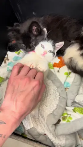 He’s in the confused “ I want to play but AHHH you’re scary” phase 🤣 