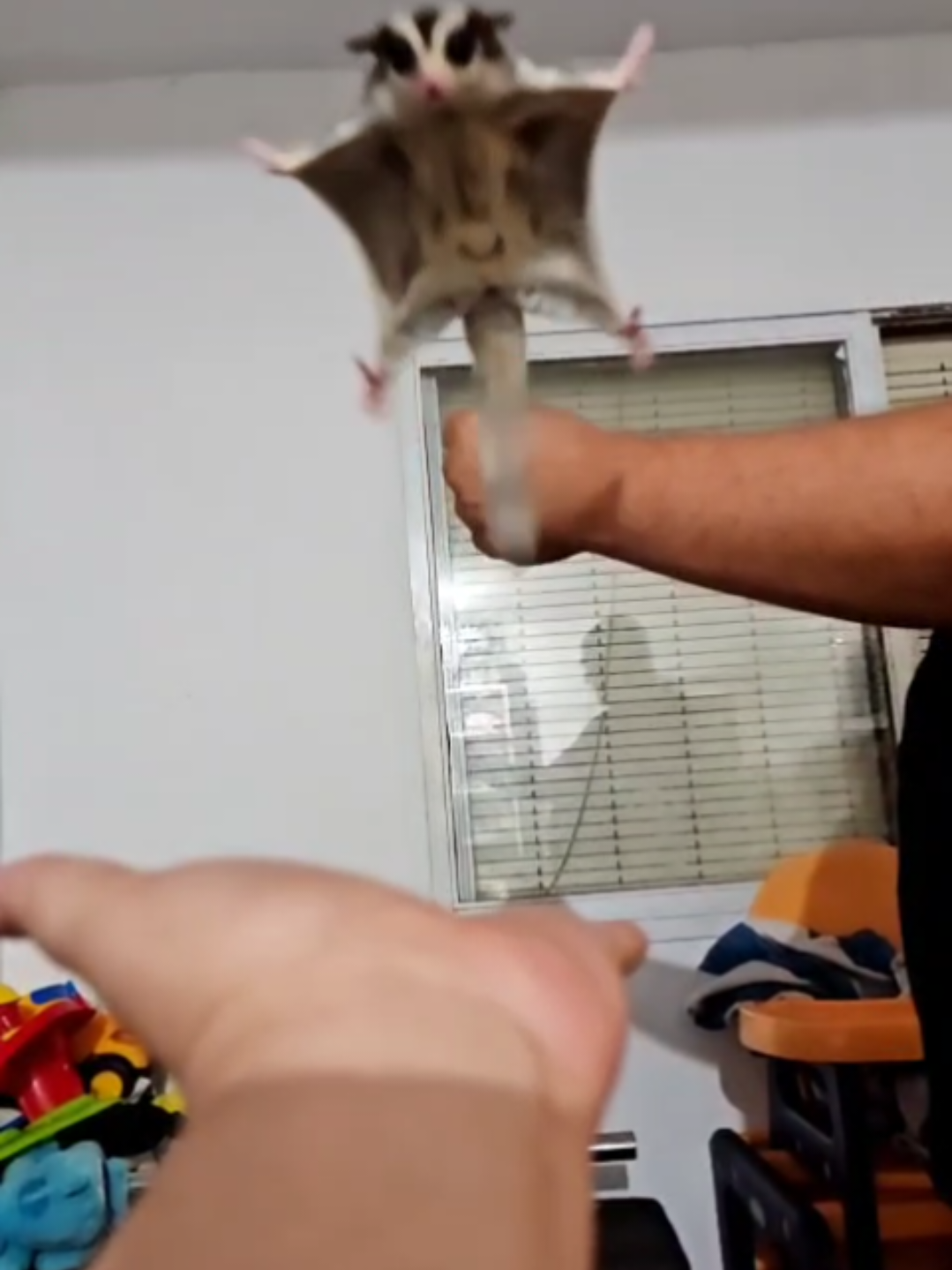 Wiko~> Lo más peculiar de estos animales no se puede negar que es su habilidad para planear!! es súper chulo cuando lo ves en directo y más si es a ti al que viene aterrizar 😂♥️. #petaurosdelazúcar #animalesexoticos❤ #sugarglider #petauro #ringtail 