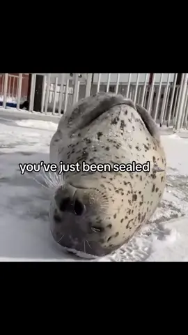 sowy #seals #seal #evil #cutie 