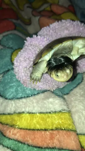 Don’t think he’s going back to sleep 😪 #fyp #trending #PetsOfTikTok #popular 