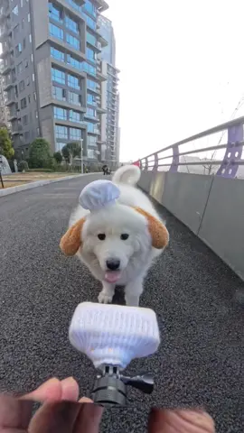 Happy moments on the way to work!#samoyed #samoyedpuppy #puppy #puppylove #puppylife         