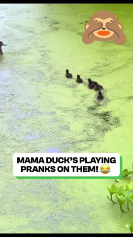 This mother funny duck pranking her babies. 😆 #funny #animals #foryou #cute #fypシ 