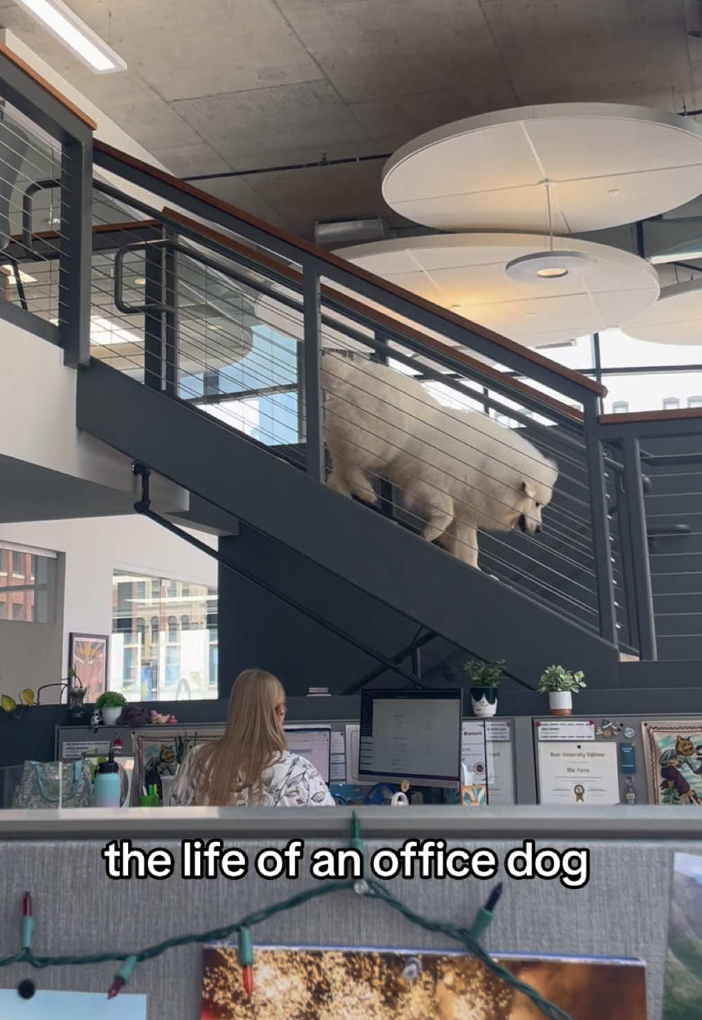 we love our blitz 🐶 #office #corporate #dog #marketing #grandrapids 