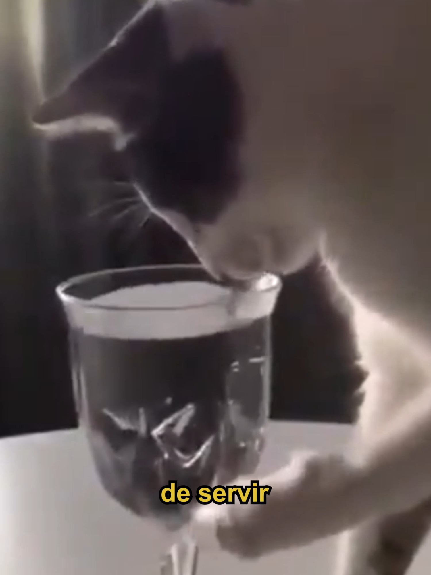 No sabe cómo ser refinado #humor #comedia #gatos #michi #doblaje