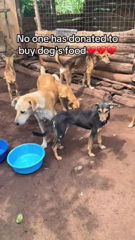 Please kindly donate to buy dog's food link in bio thank you#dogloversfeed #puppy #labrador #animalslover #doglover 