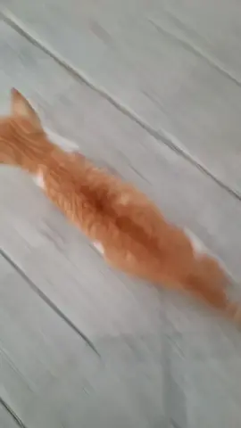 R💨R💨R💨😹 #gatitos #bonitos #risa #typppppppppppppppppppシ #vira 