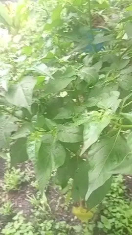 cabe ku berbunga
