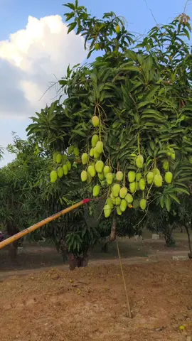 ขอให้ปีนี้ดกๆแบบนี้อีกนะ