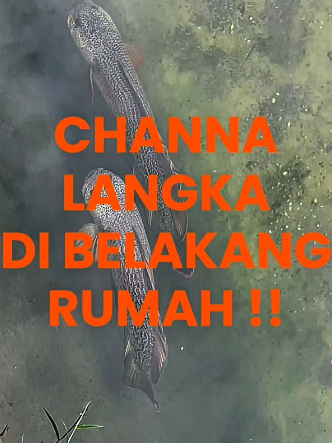 LEBIH dari 48 cm coy! Channa Barca monster lagi santai muter di kolam belakang rumah. Warna & gerakannya bener-bener bikin mata nggak mau berkedip 😍🐟 Katanya sih ini salah satu ikan hias paling langka dan mahal di dunia… kalau ada di kolam kamu, kira-kira berani nggak? 😏 #fyp #channa #channabarca #trending #fyppppppppppppppppppppppp 