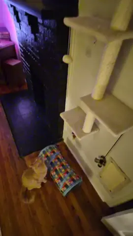 two orange guys on their Cat wall