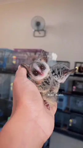 Bush baby female 🥰 #bushbaby #bushbabyindonesia #galago #hewanlucu 