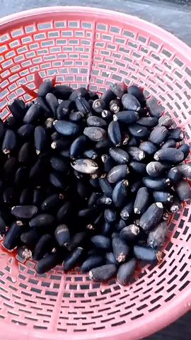 proses pembuatan umpan biji jarak untuk bawal