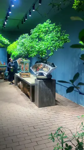 mỹ cảnh nhân gian #bonsai #caycanh 