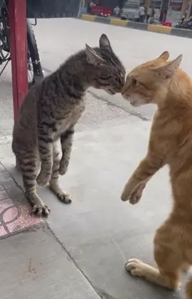 #michi #funnycat #gatos #catsoftiktok #gatitos