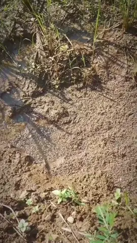 solusi atasi hama wereng penghambat panen padi anda #pupukcorpcure #pupukorganik #solusihama #hamapadi #hamawereng 