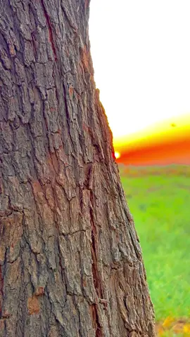 تفاعلكم حبايب🥲🤍#صعدوه #تصويري_احترافي_الاجواء👌🏻🕊😴_روح_تصوير #ناصريه_كوت_حله_سماوه_اربيل_دهوك_احبكم_ #تصويري_احترافي_الاجواء👌🏻🕊😴 