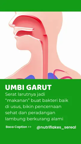Umbi garut mengandung serat larut alami yang berfungsi sebagai prebiotik. Bedanya dengan probiotik, kalau probiotik itu bakteri baiknya, prebiotik adalah makanannya. ✨ #asamlambung #umbigarut #nutriflakes #faktamenarik #mpokalpa 
