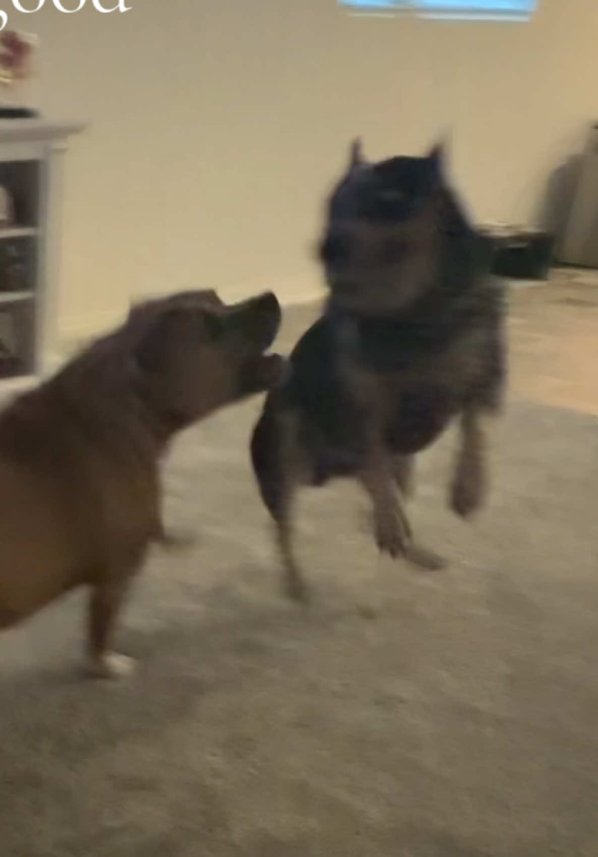 Always tryin to throw paws #blueheeler #dogsoftiktok #heelersoftiktok #fyp 