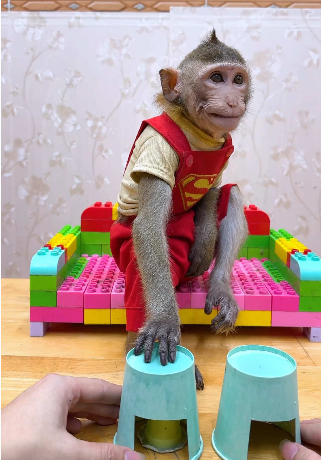 I am such a fool, funny monkey vide🐒🙊😂 #NANa #fyp #tiktok #animals #animalhouse 