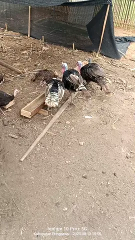 usia tua bosku kurang lebih 2tahun , ayam pertama yang saya beli dari anakan  #promomakanmerdeka #entokrambon #pringsewulampung🇮🇩 #kalkunindonesia 