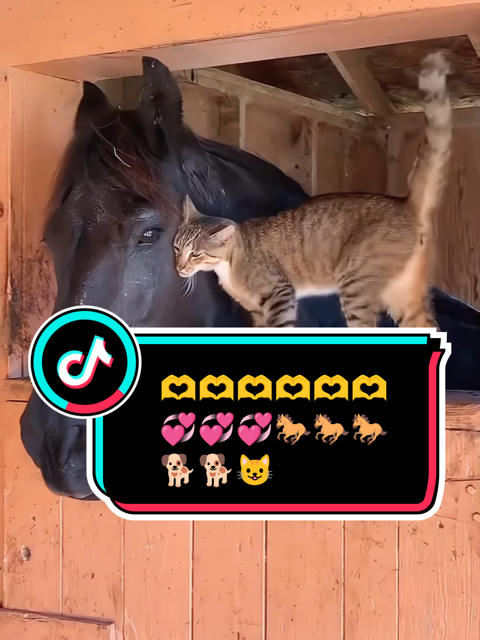 Cat 😺 Dogs 🐕@ADELE💋  and Horses 🐎 LOVE 💞🫶#1million #trending #foryoupage #Love #fyp 