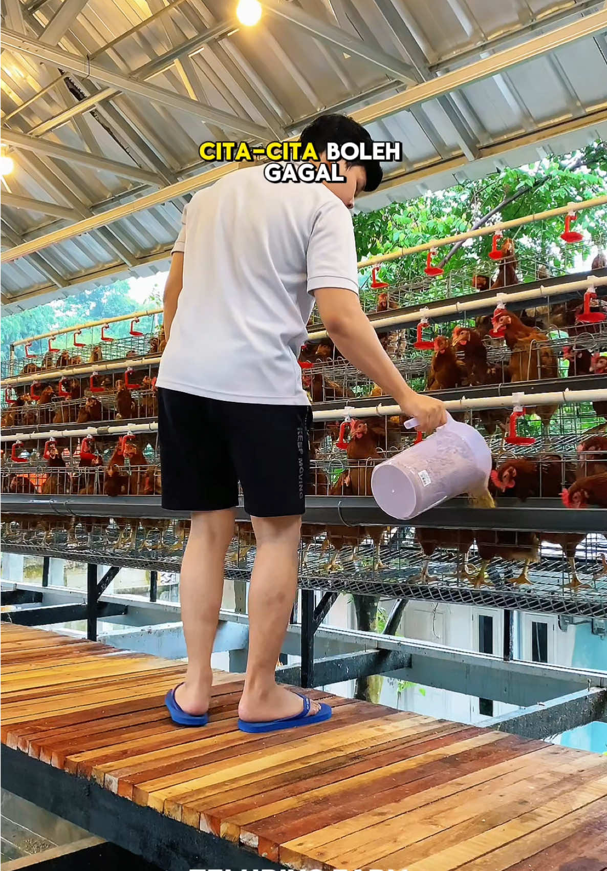 Cita-cita boleh gagal tapi impian harus berhasil😎💪🏻 #peternakmuda #bosmuda #ayampetelur #teluriyofarm #peternakgenz 