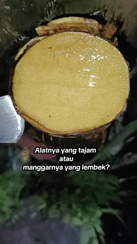 MENGIRIS MANGGAR AREN #penyadaparen #palm 